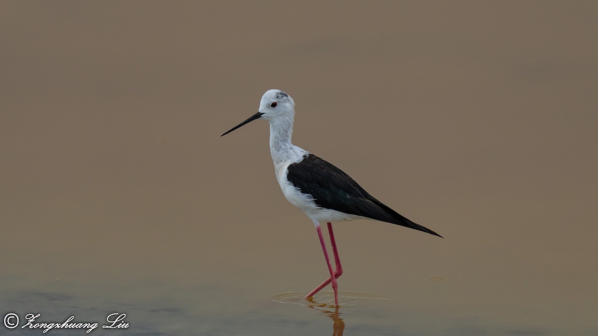 Black-winged Stilt - ML614635581