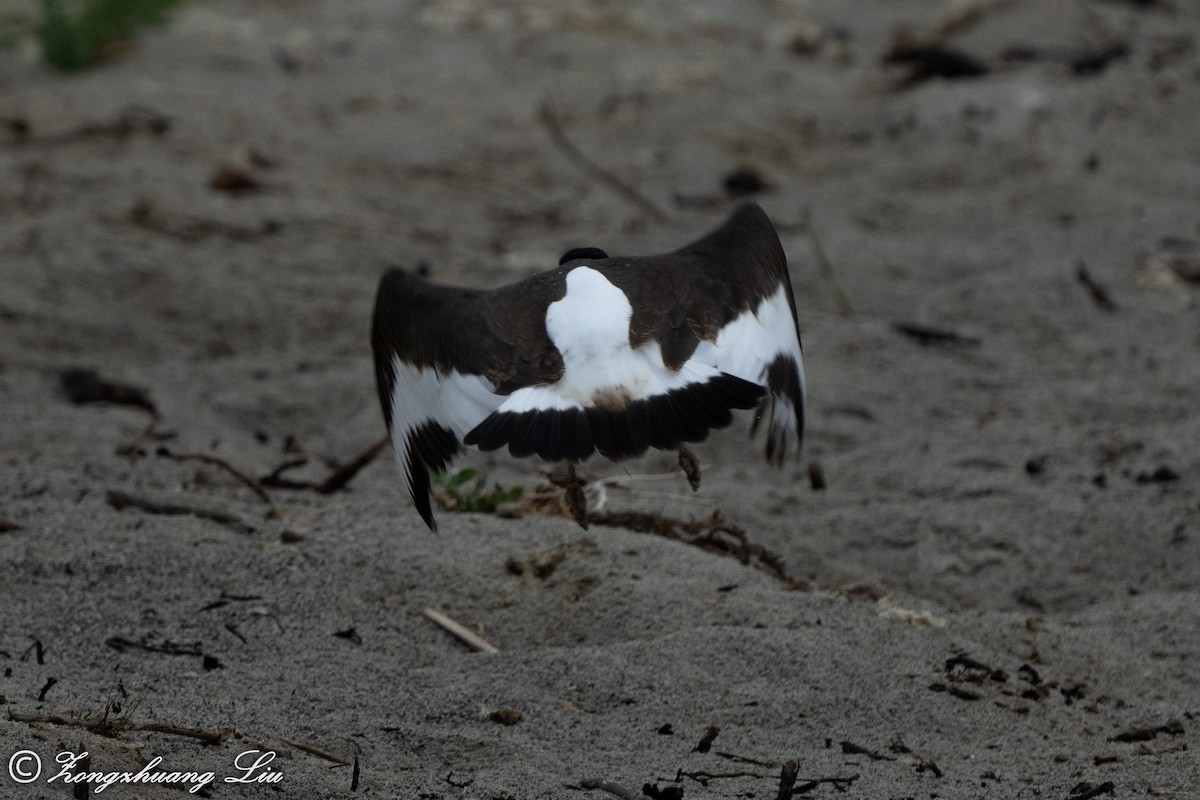 Eurasian Oystercatcher - ML614635584