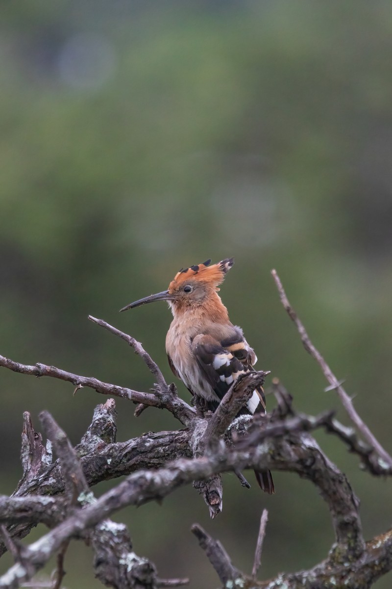 Eurasian Hoopoe (African) - ML614635588