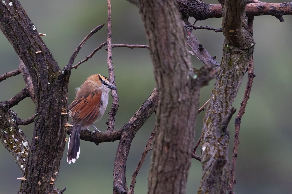 Black-crowned Tchagra - Decklan Jordaan