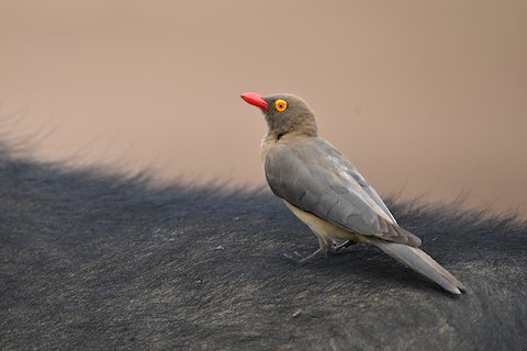 標本 Very Rare Mecosarthron buphagus 65mm Photos - Red-billed Oxpecker - Buphagus erythroryncha - Birds of