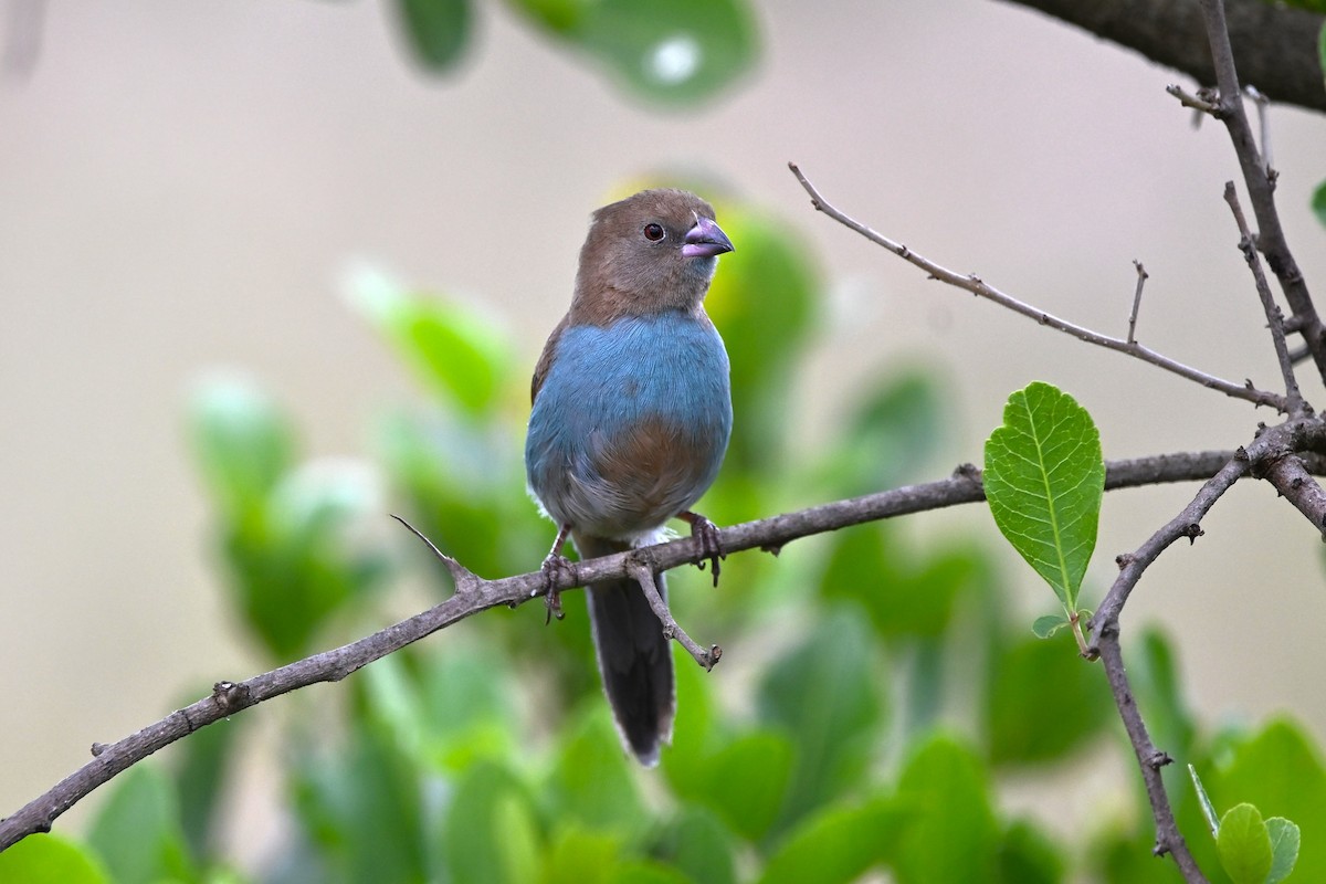 Red-cheeked Cordonbleu - Adarsh Nagda