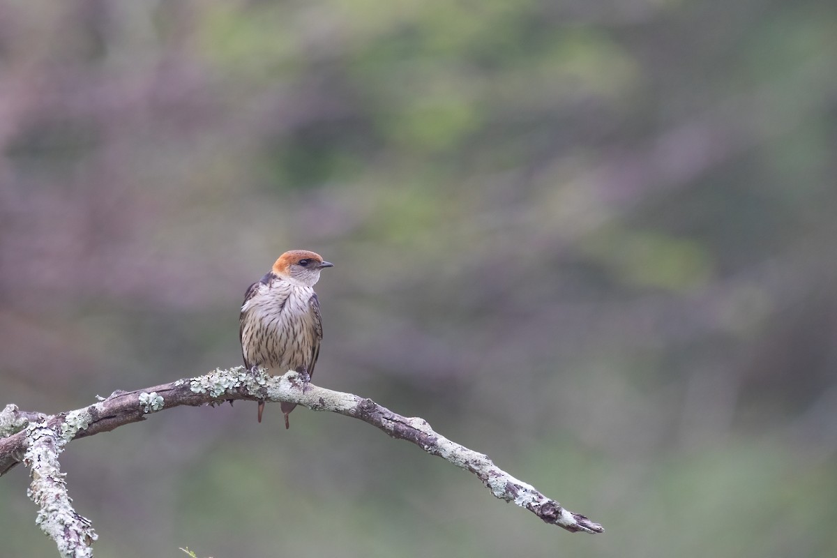 Hirondelle à tête rousse - ML614635636