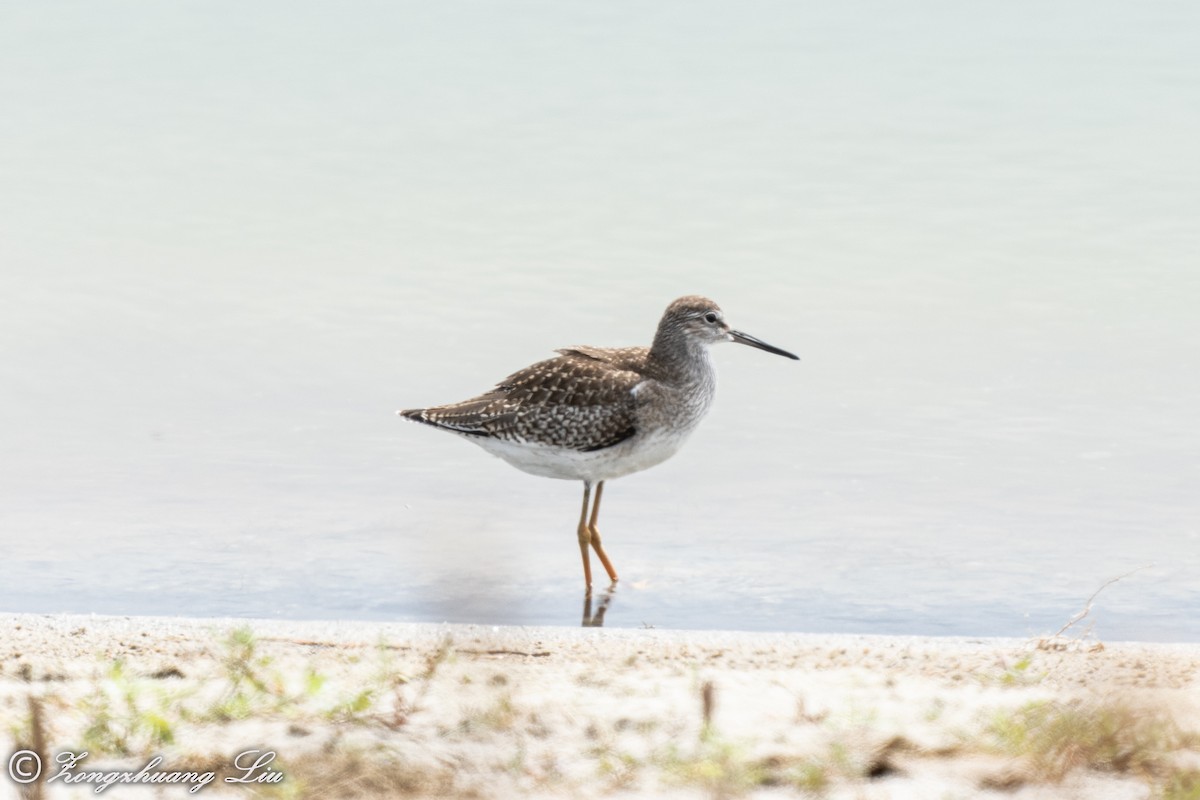 Common Redshank - ML614635647