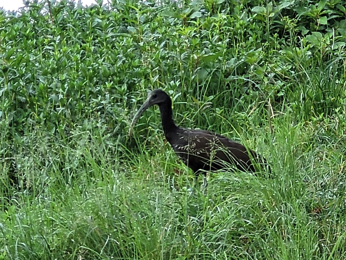 Ibis Verde - ML614635671