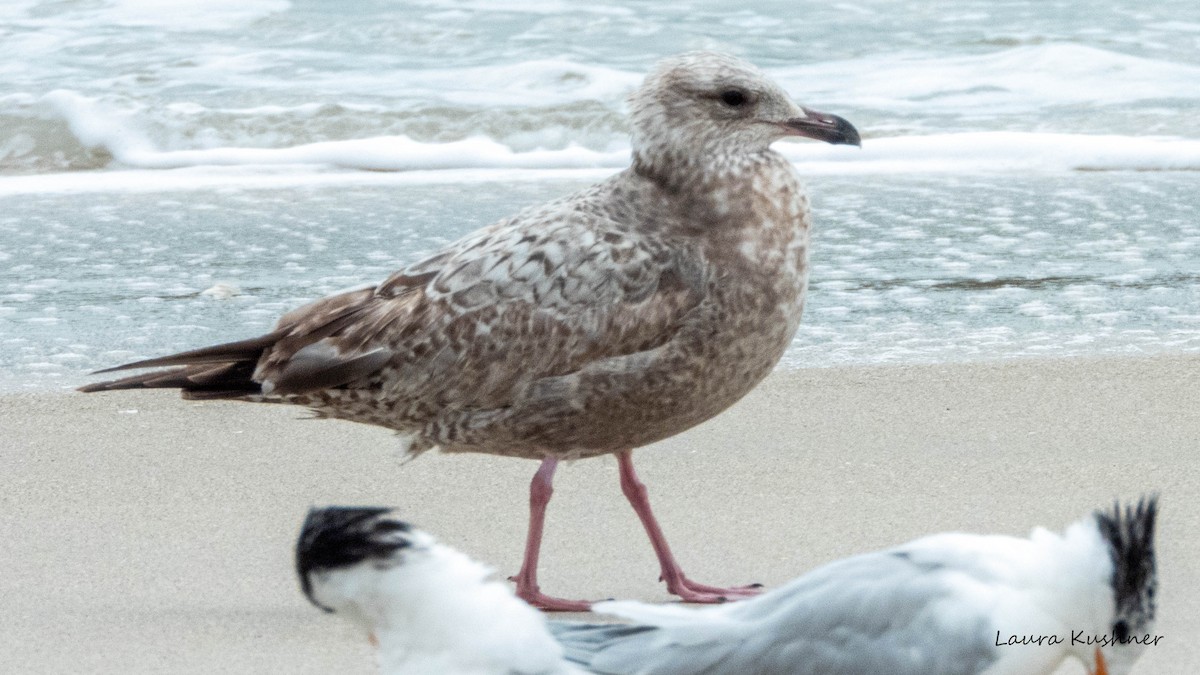 Gaviota Argéntea - ML614635705