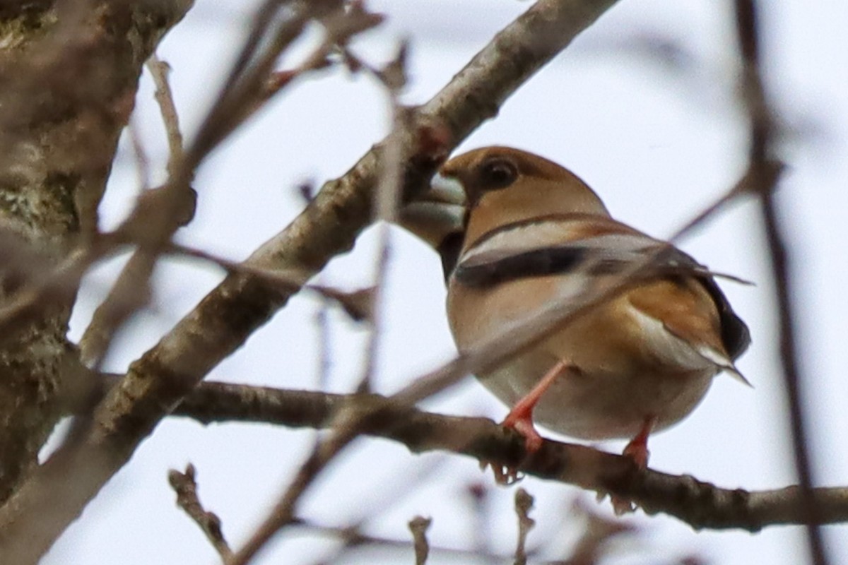 Hawfinch - ML614635707