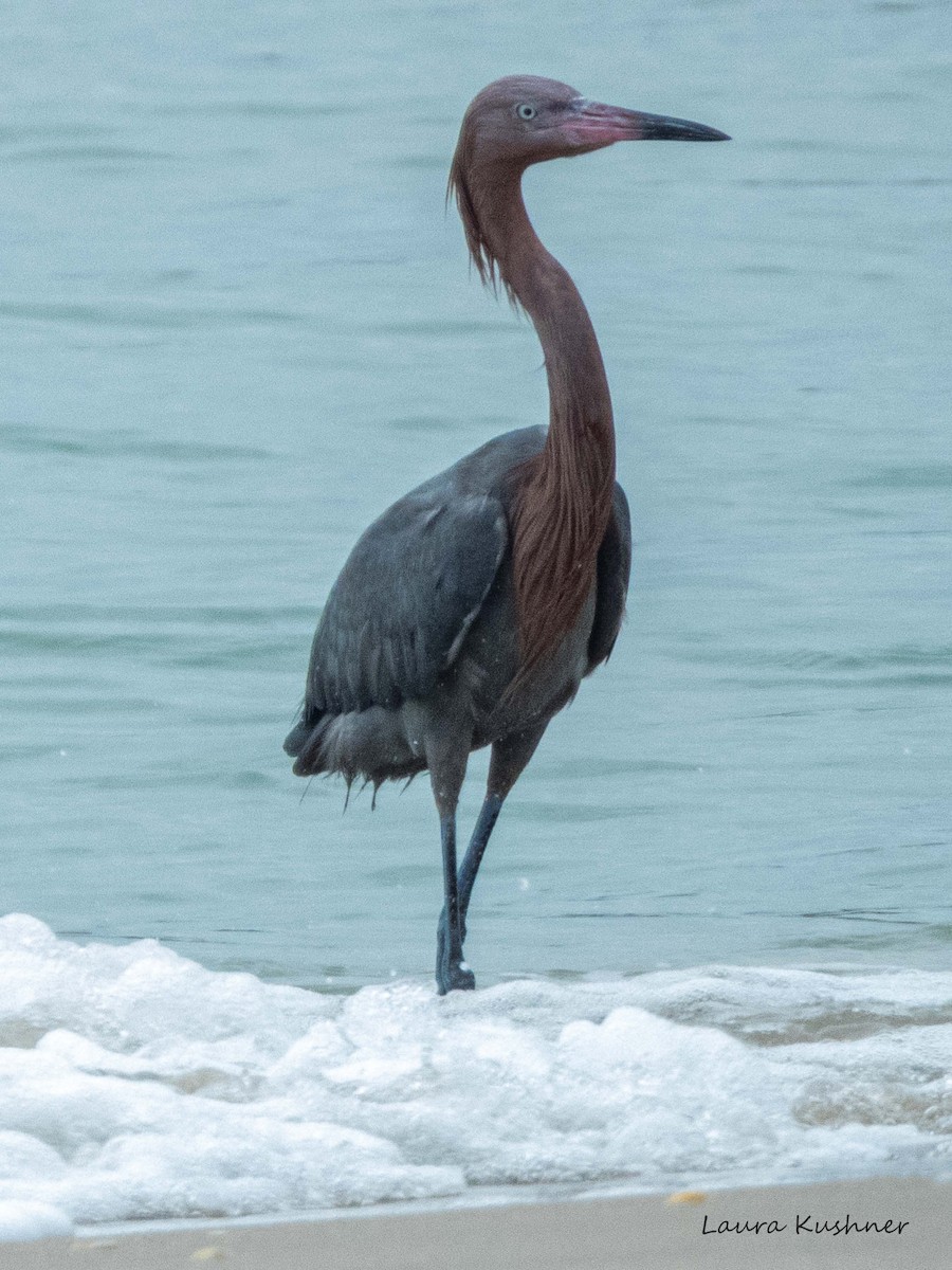 Reddish Egret - ML614635711