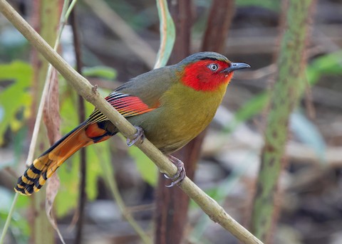 Scarlet-faced Liocichla - Liocichla ripponi - Media Search - Macaulay Library and eBird