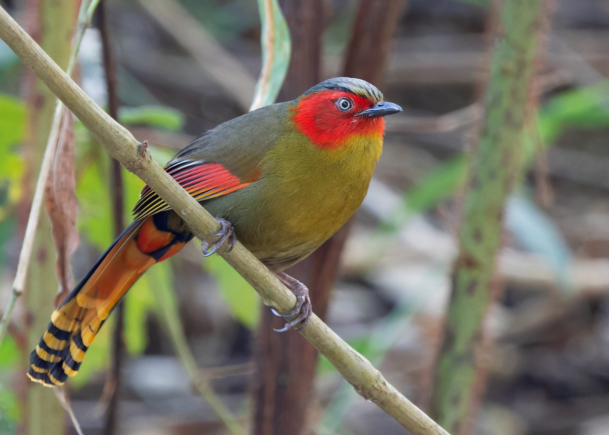 Scarlet-faced Liocichla - Ayuwat Jearwattanakanok