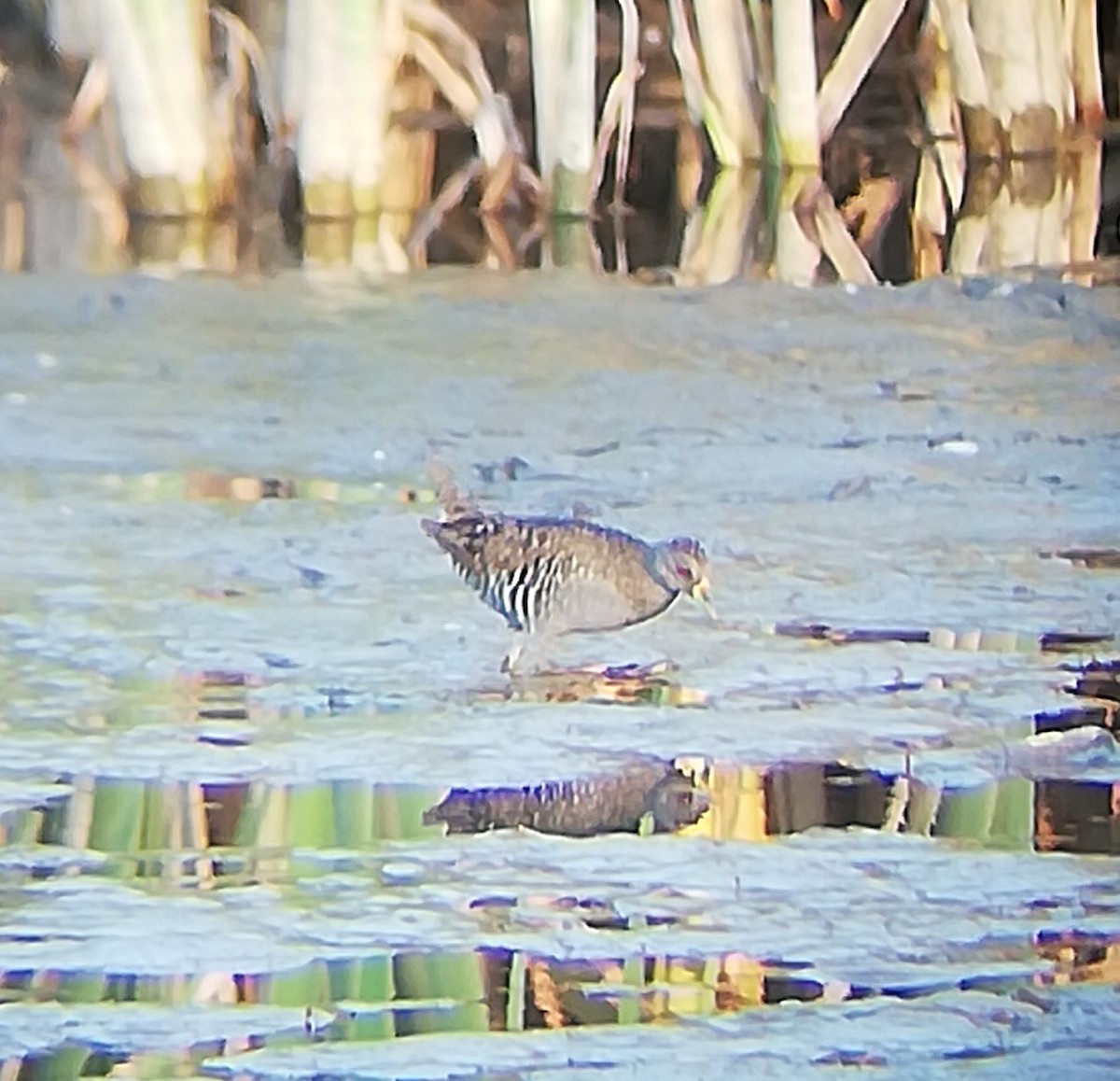 Australian Crake - ML614635728