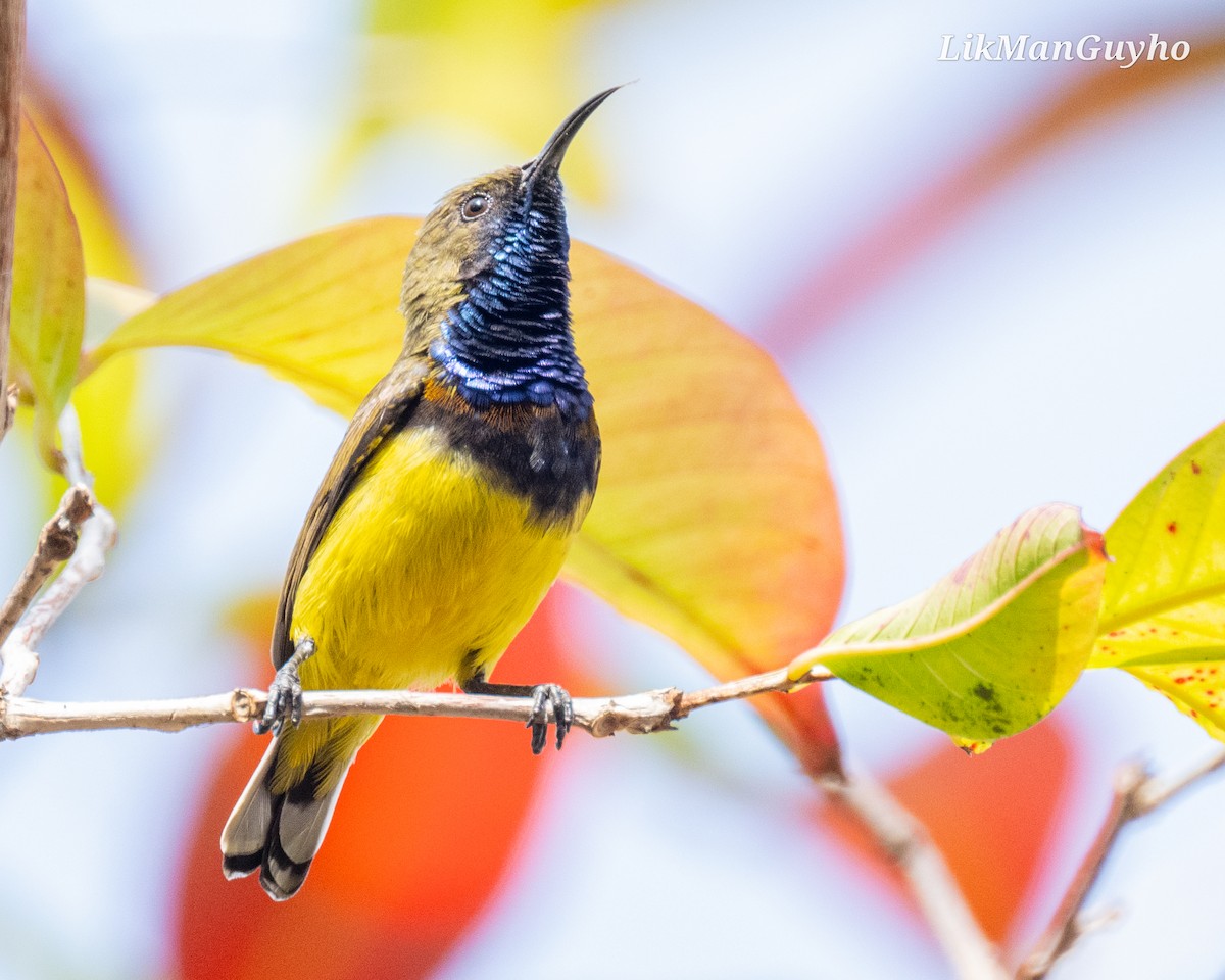 Ornate Sunbird - ML614635735
