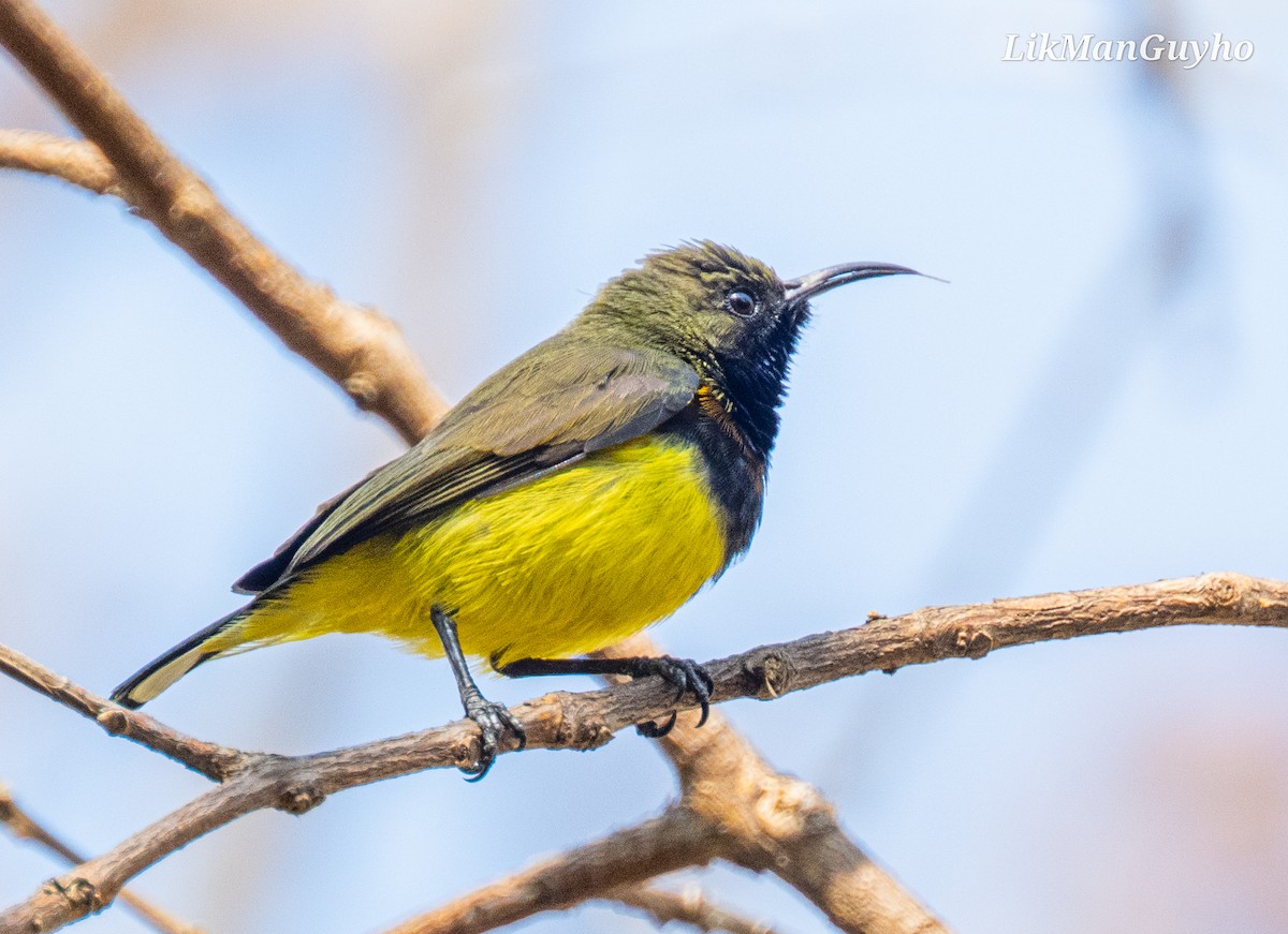 Ornate Sunbird - ML614635737