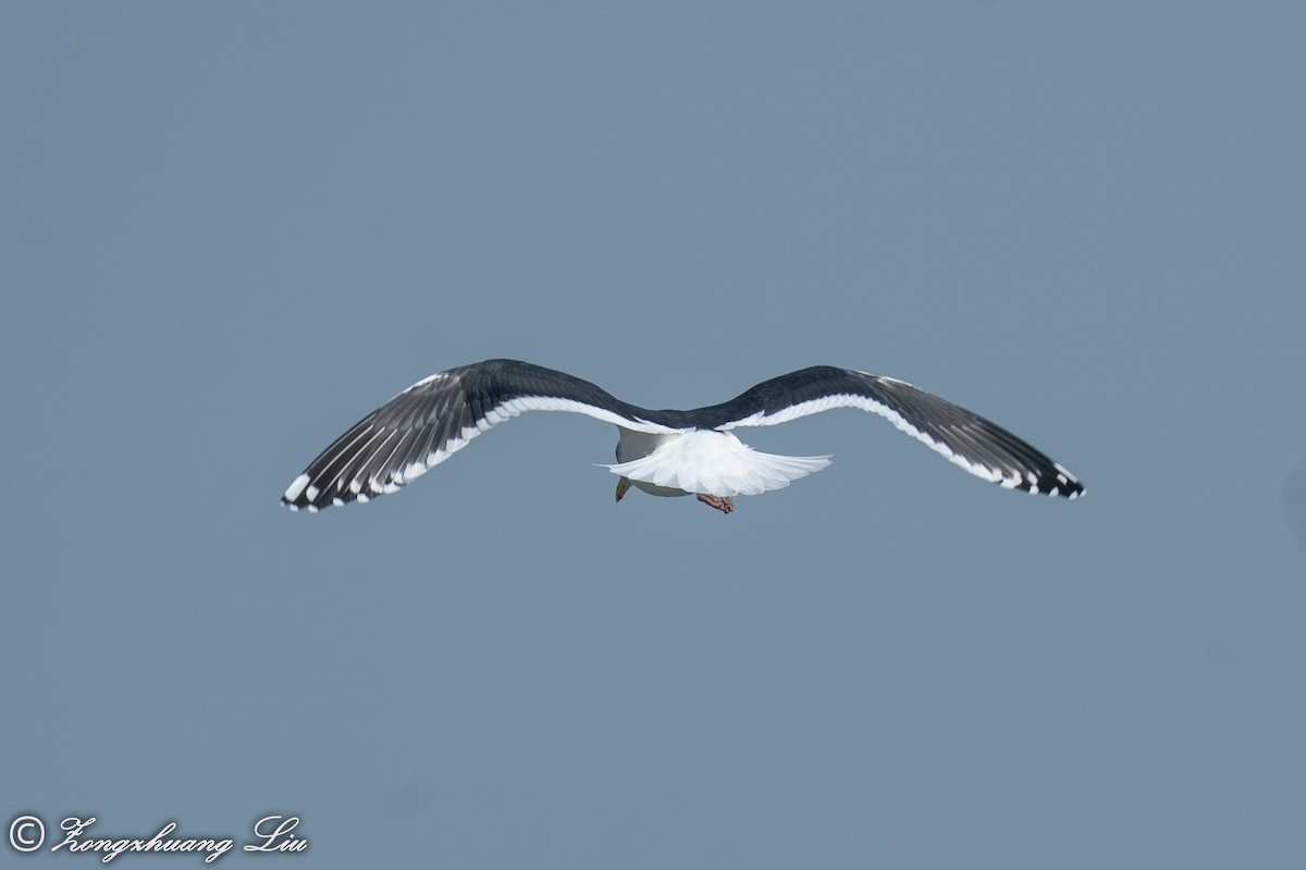 Slaty-backed Gull - ML614635754