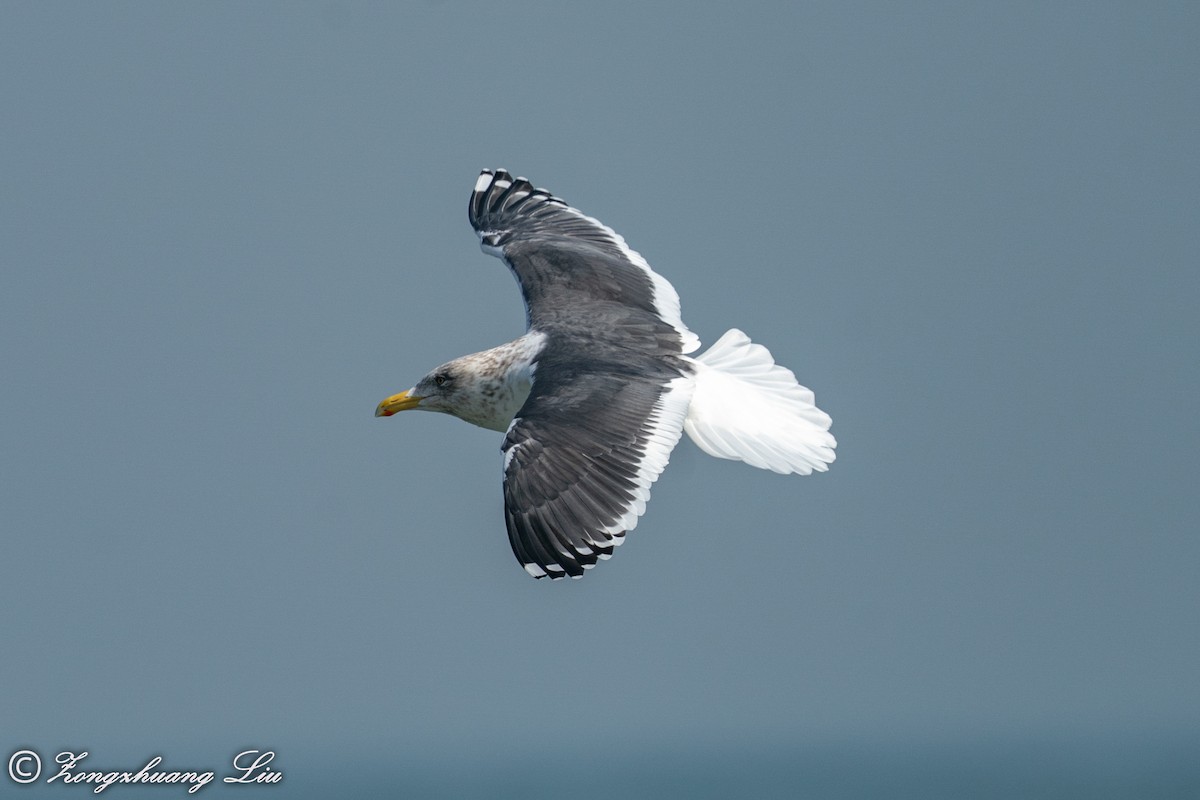 Slaty-backed Gull - ML614635755