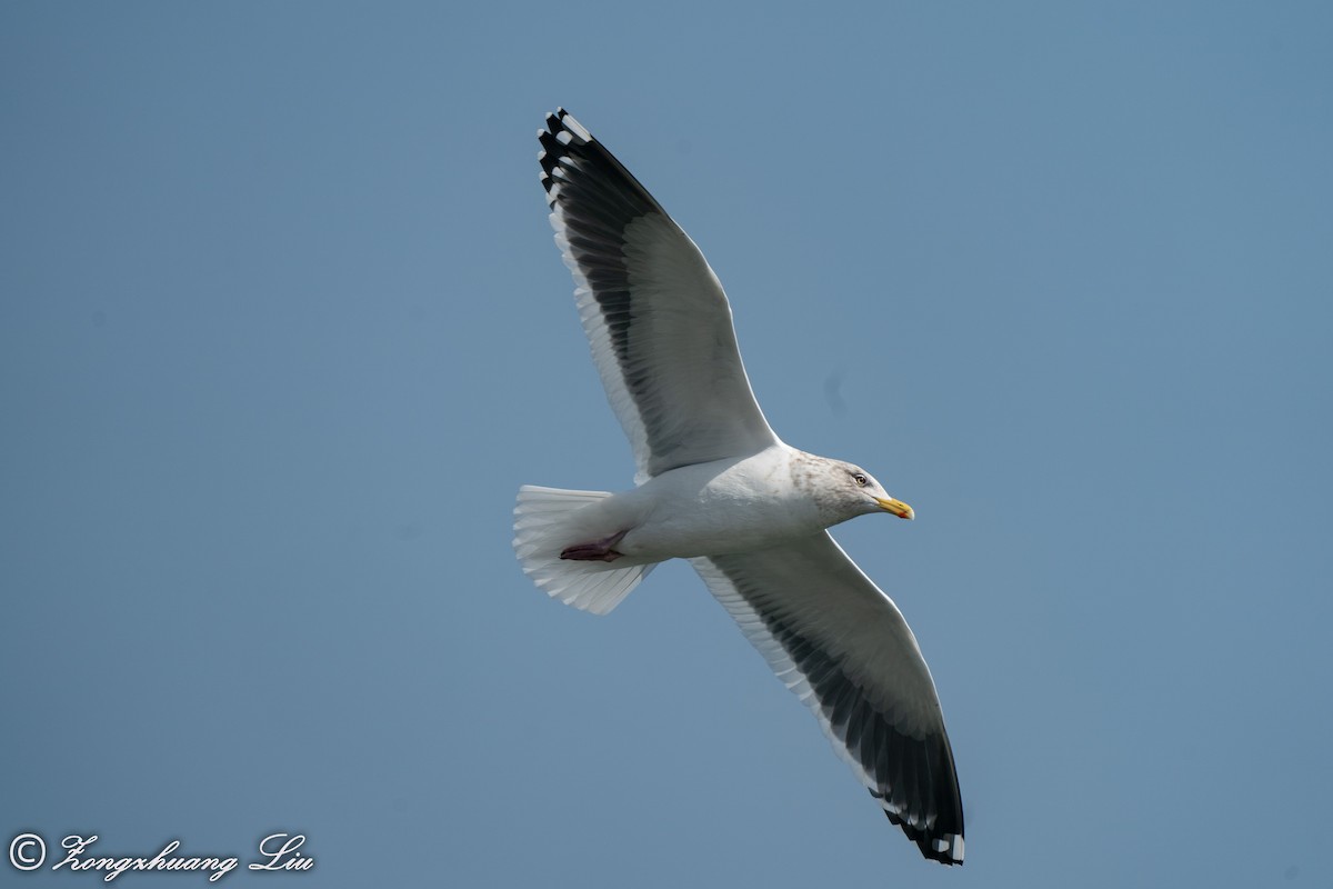 Slaty-backed Gull - ML614635756