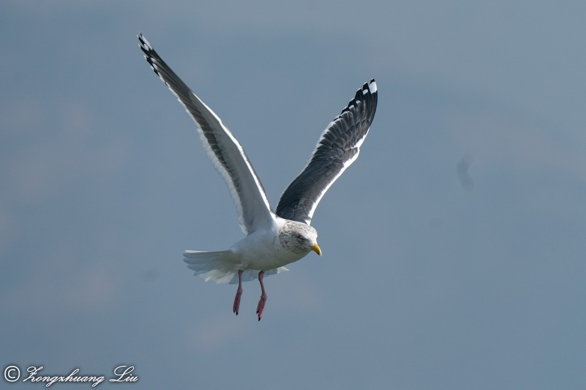 Slaty-backed Gull - ML614635757