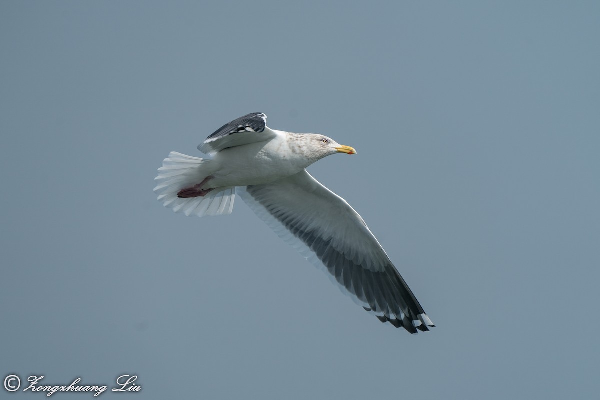 Slaty-backed Gull - ML614635758