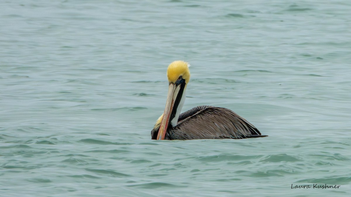 Brown Pelican - Laura Kushner