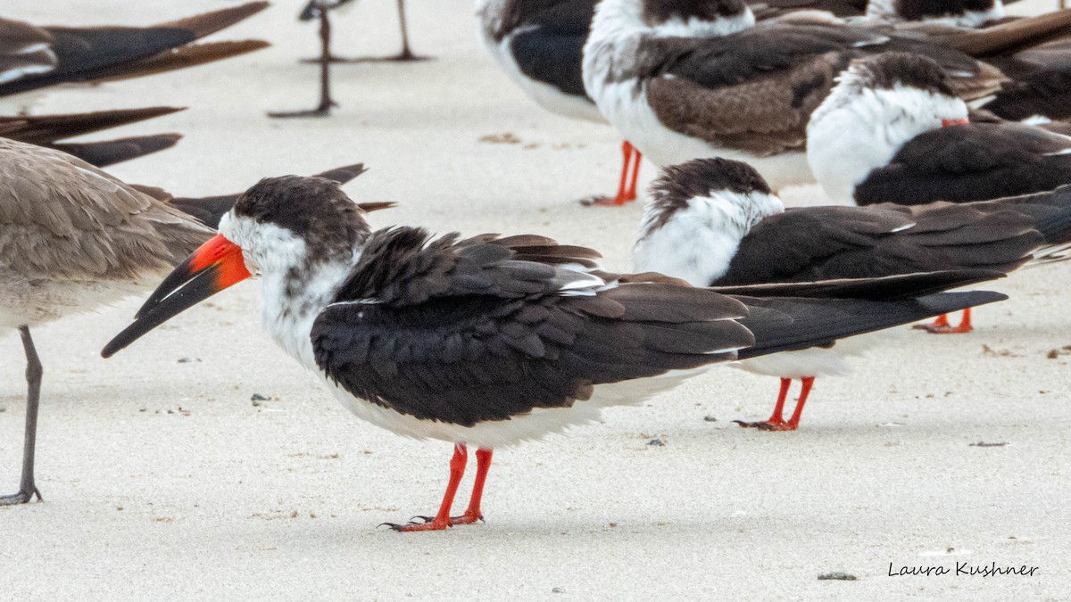 Black Skimmer - ML614635774