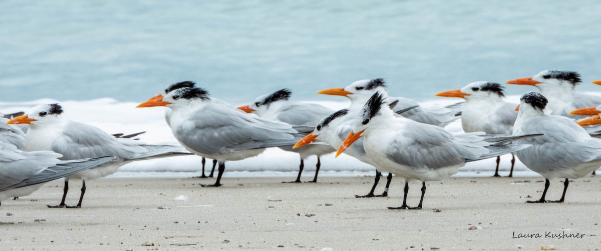 Royal Tern - ML614635777