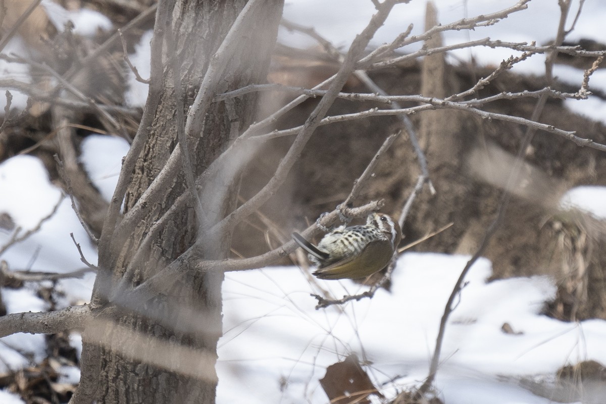 Speckled Piculet - ML614635790