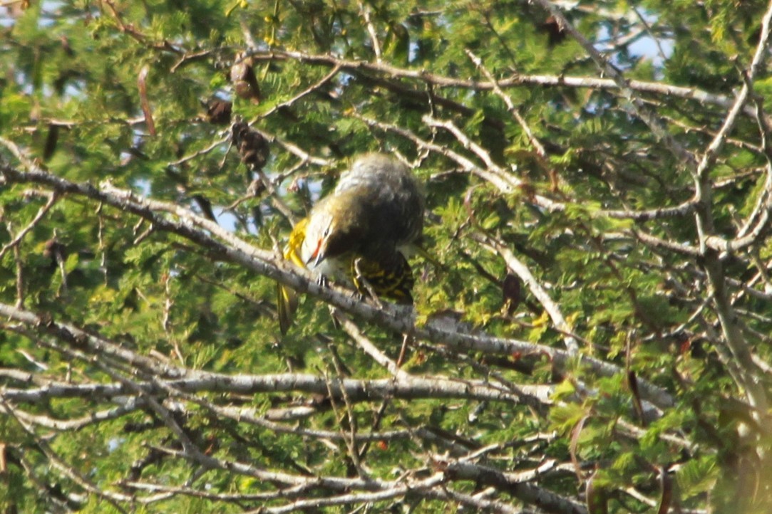 Black Cuckooshrike - ML614635822