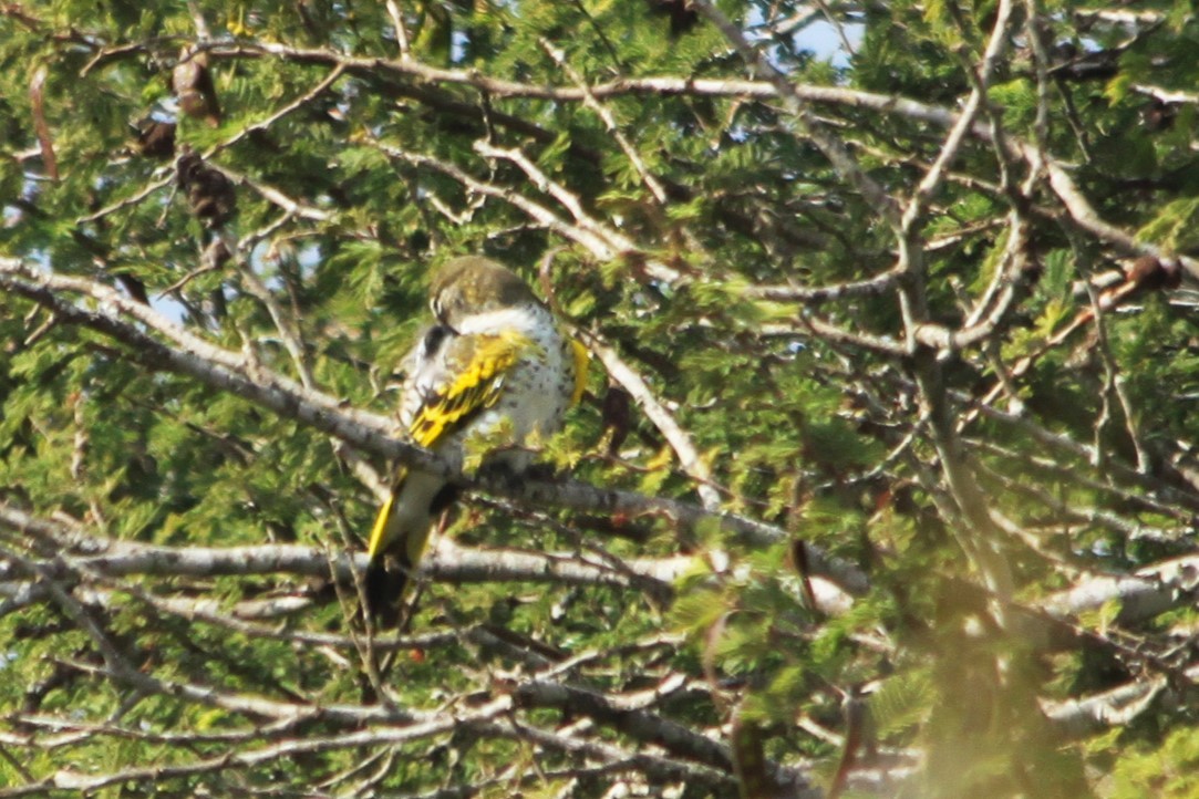 Black Cuckooshrike - ML614635823