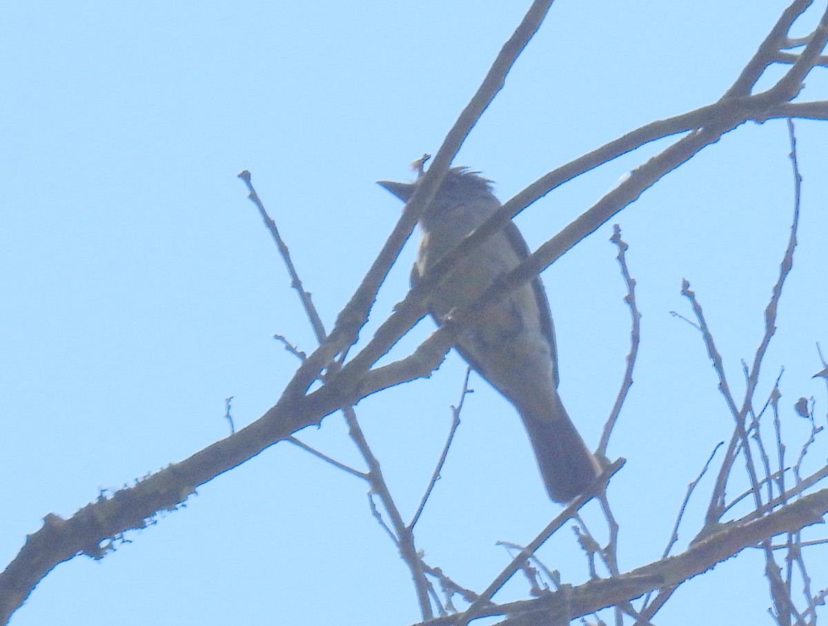 Spot-breasted Antvireo - ML614635828