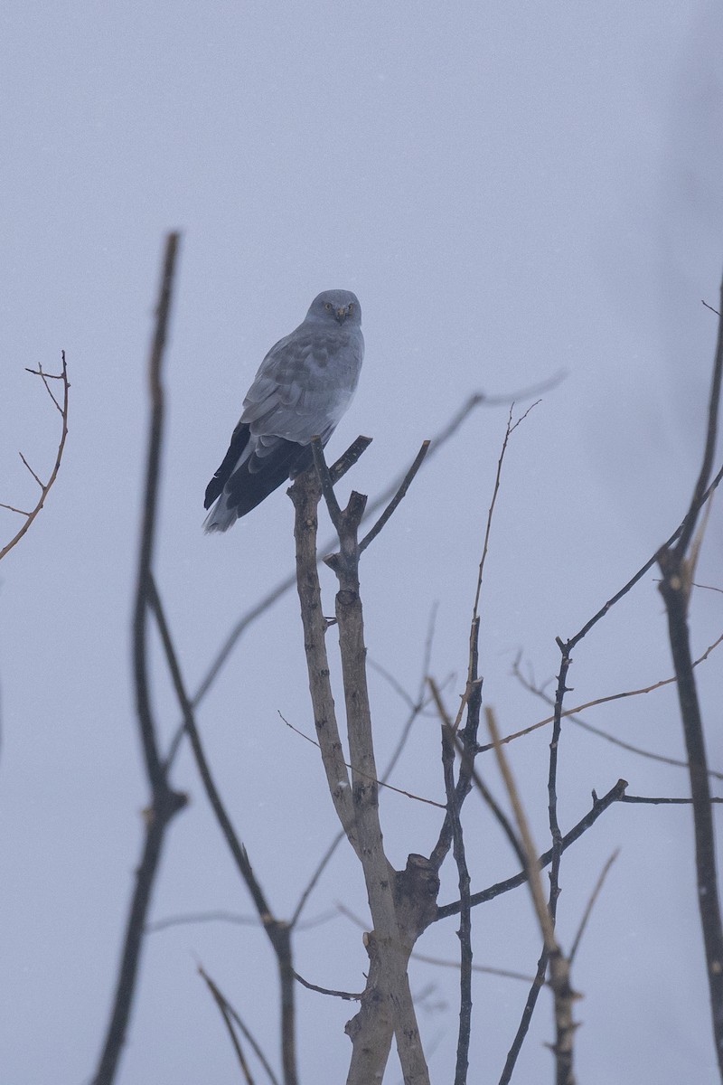 Hen Harrier - ML614635861