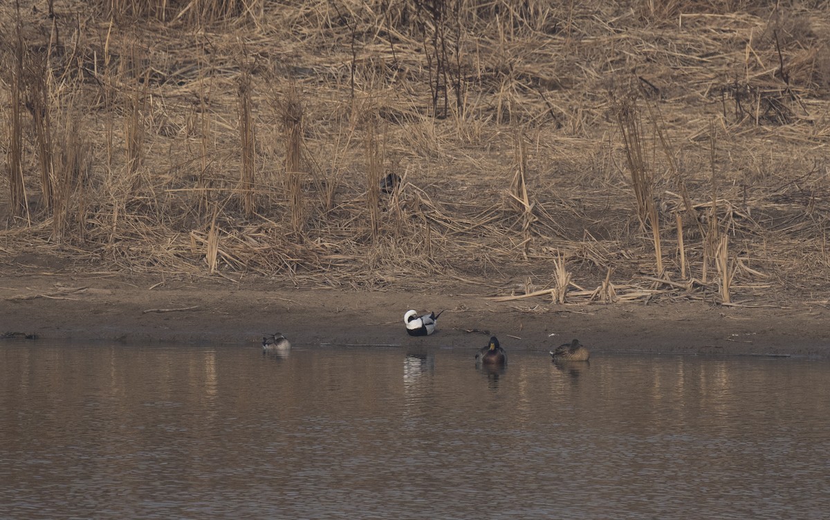 Long-tailed Duck - ely what