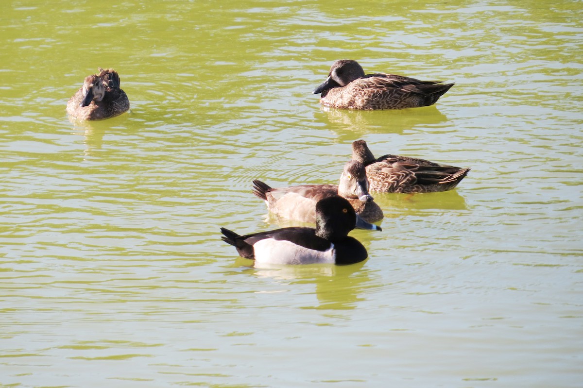 Ring-necked Duck - ML614635924