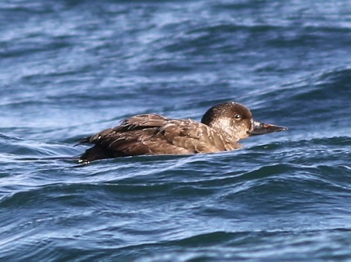 Common Scoter - ML614635946