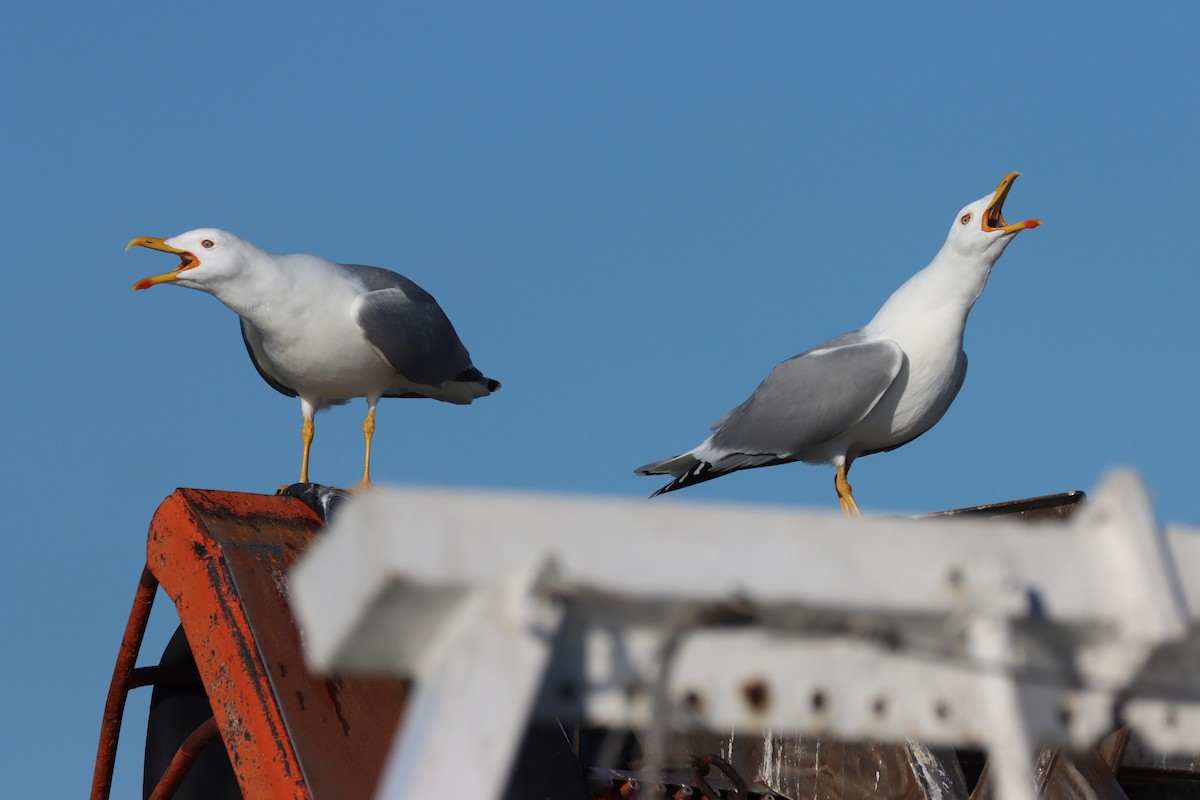 Yellow-legged Gull - ML614635964