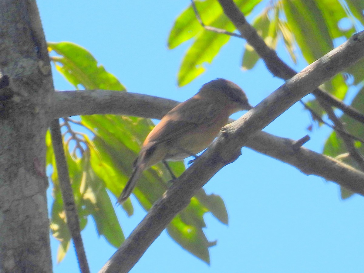 Wied's Tyrant-Manakin - bob butler