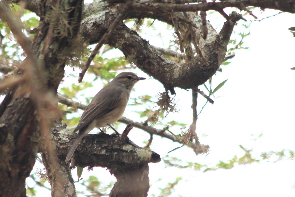 Pale Flycatcher - ML614635992