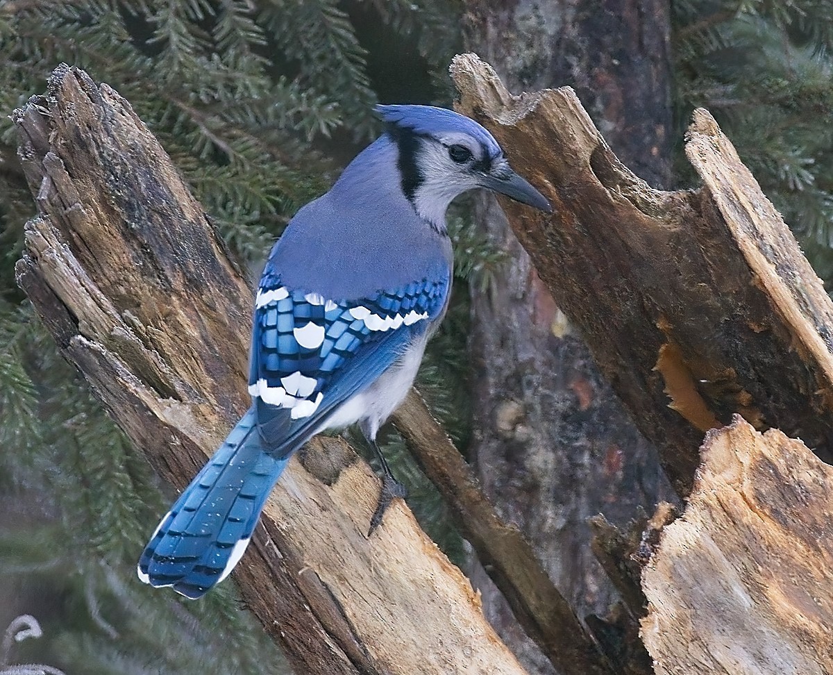 Blue Jay - ML614635993