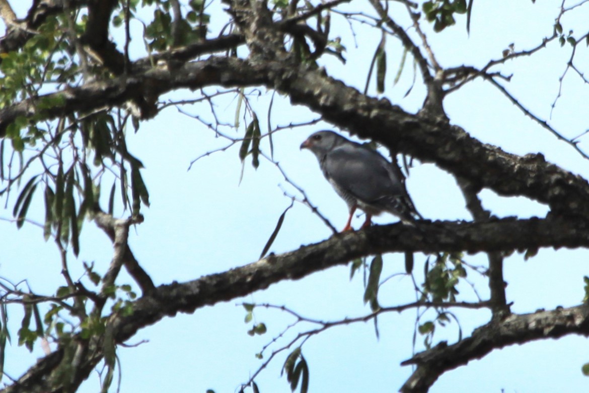 Lizard Buzzard - ML614636011