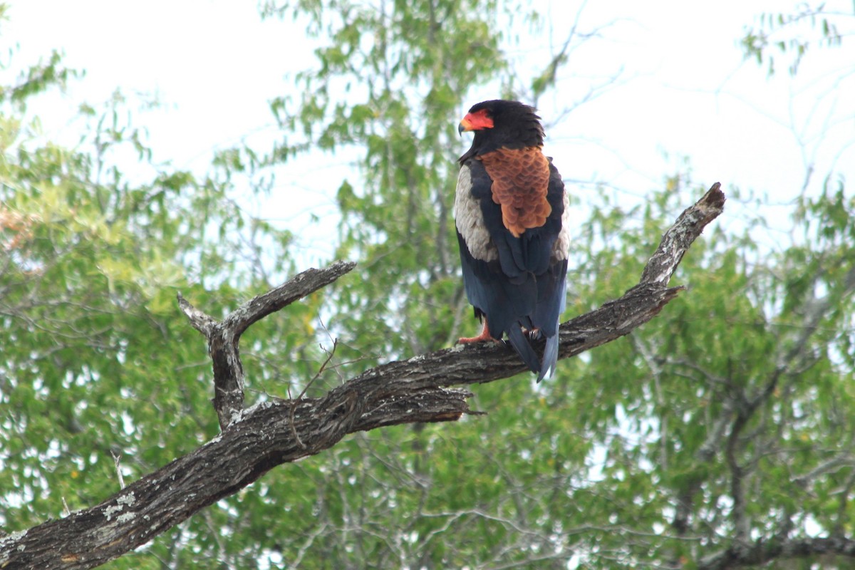 Águila Volatinera - ML614636016