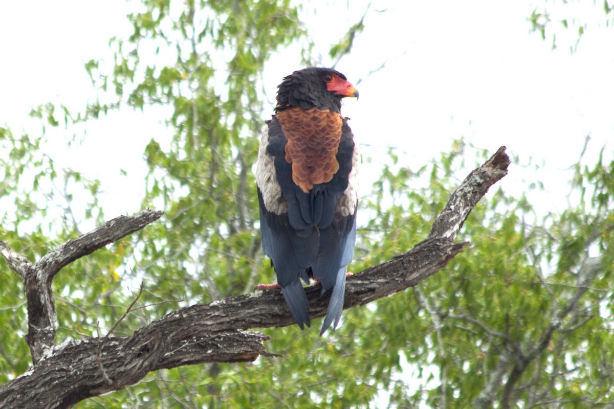 Águila Volatinera - ML614636017