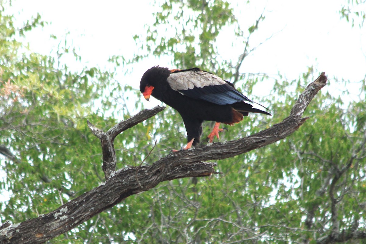 Águila Volatinera - ML614636018