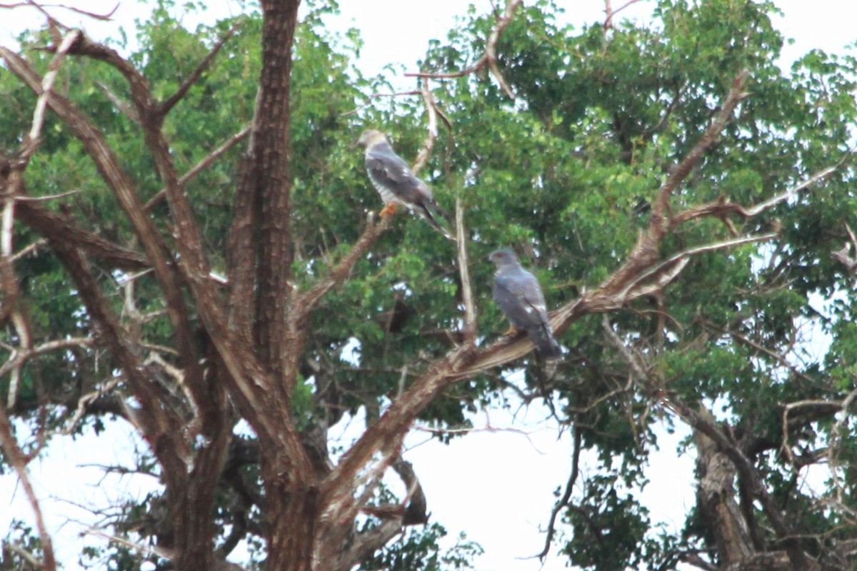 African Cuckoo-Hawk - ML614636020