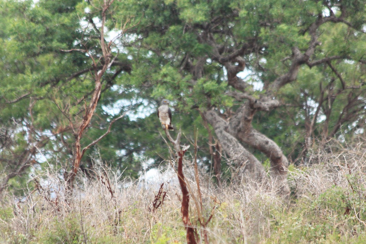 African Cuckoo-Hawk - ML614636021