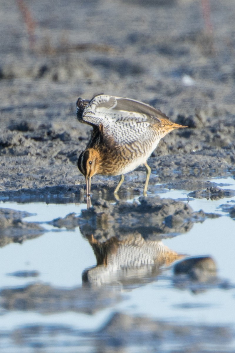 Common Snipe - ML614636024
