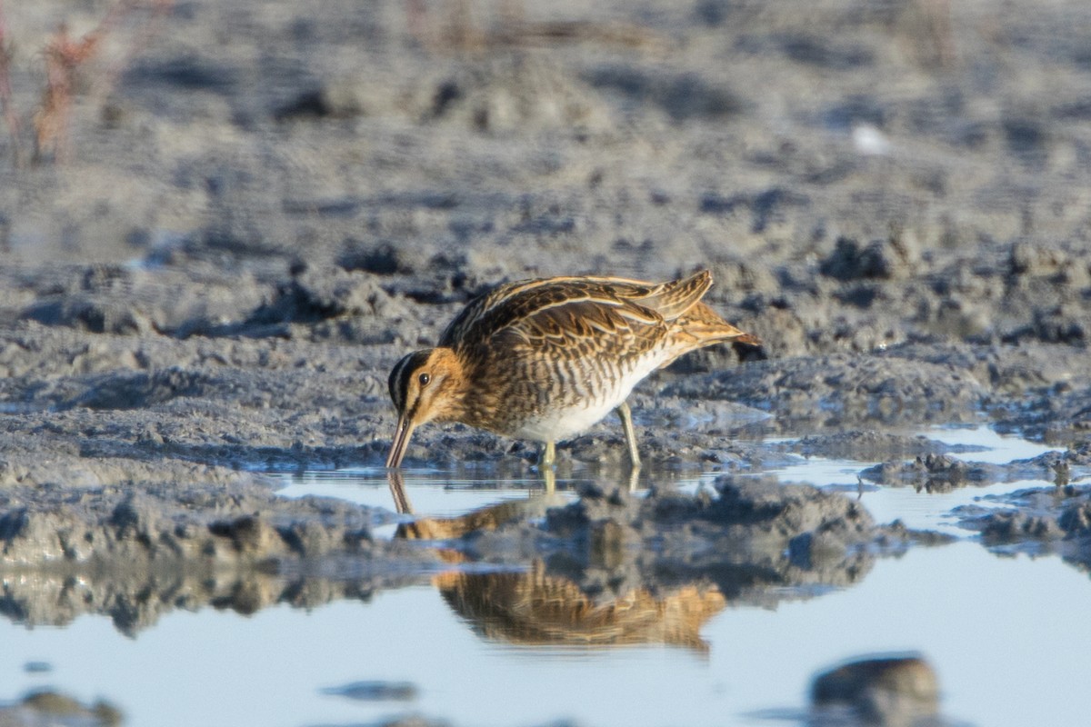 Common Snipe - ML614636025