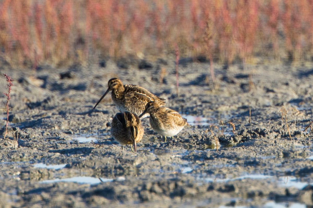 Common Snipe - ML614636050