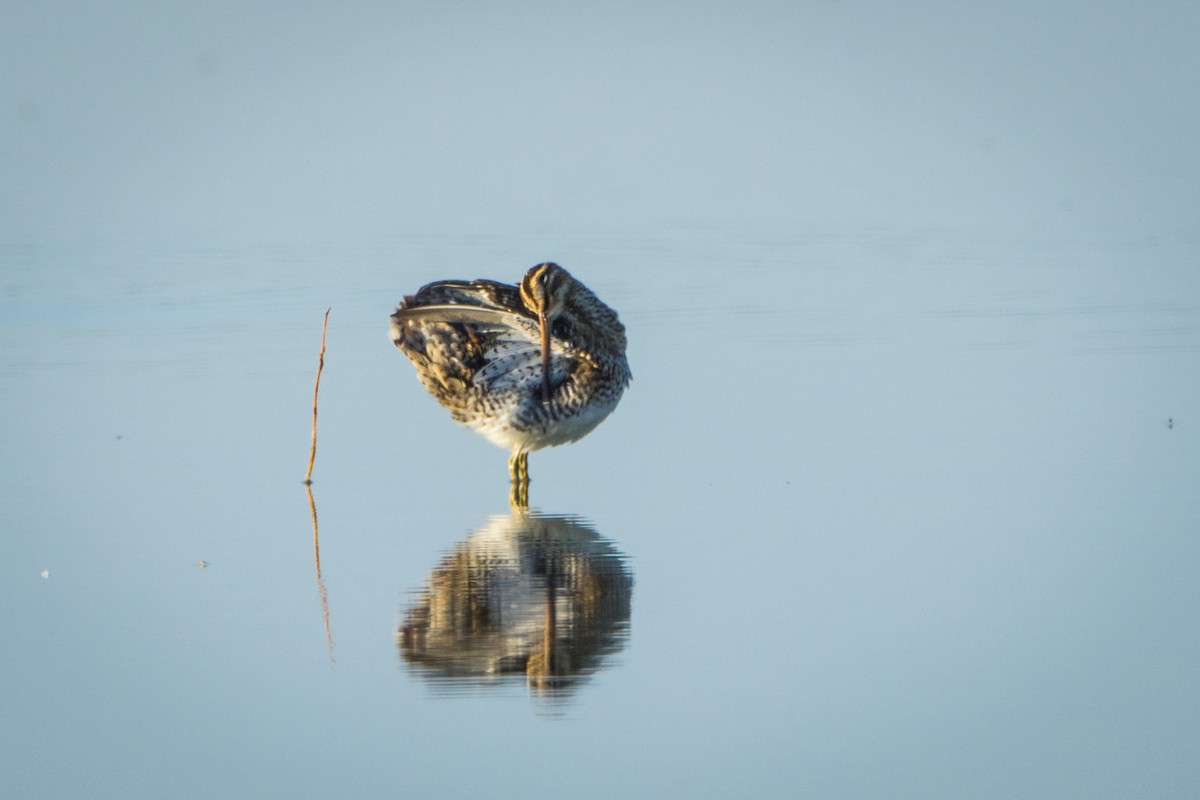 Common Snipe - ML614636068