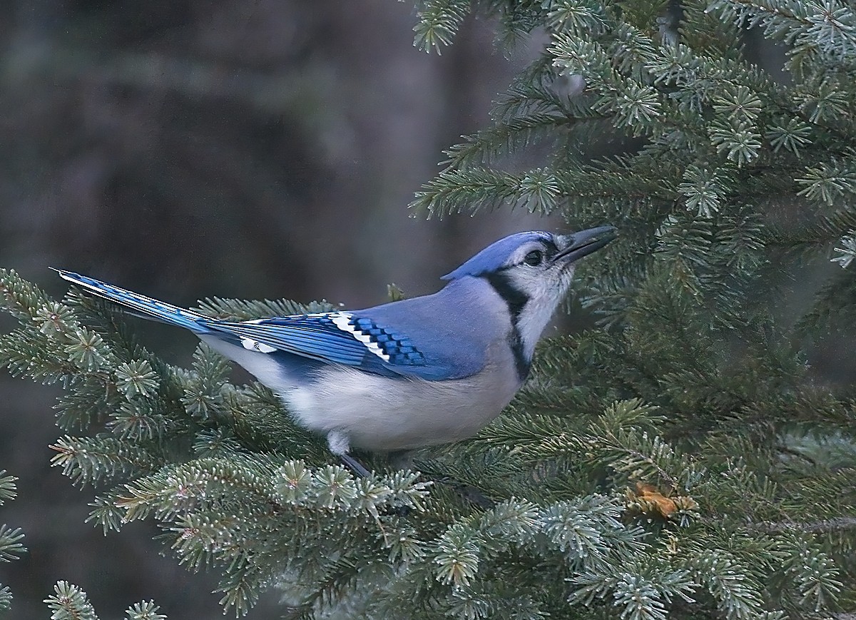 Blue Jay - Gregg Hitchings