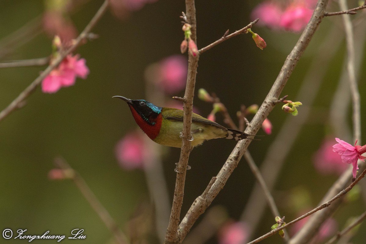 Fork-tailed Sunbird - Zongzhuang Liu