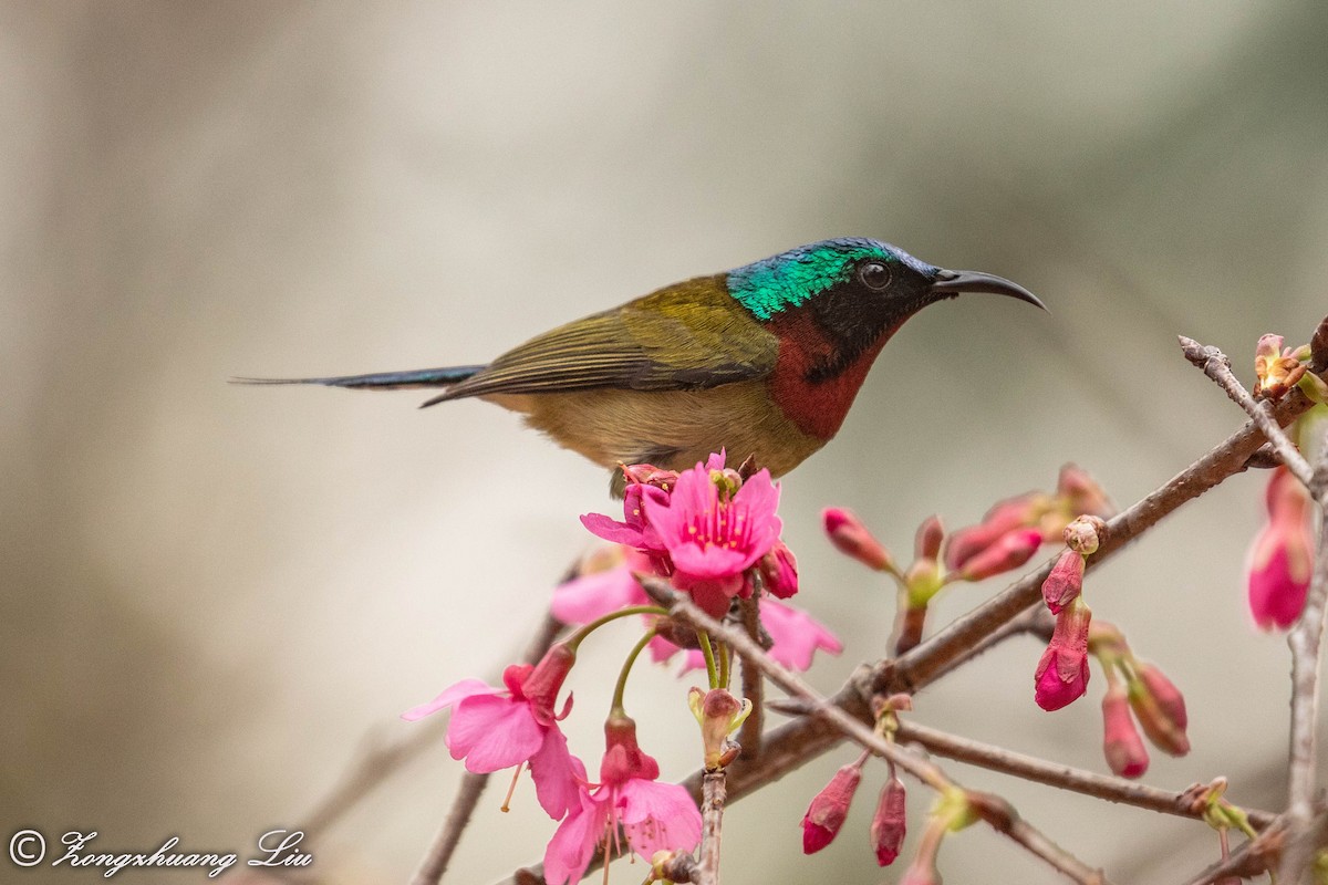 Fork-tailed Sunbird - ML614636087